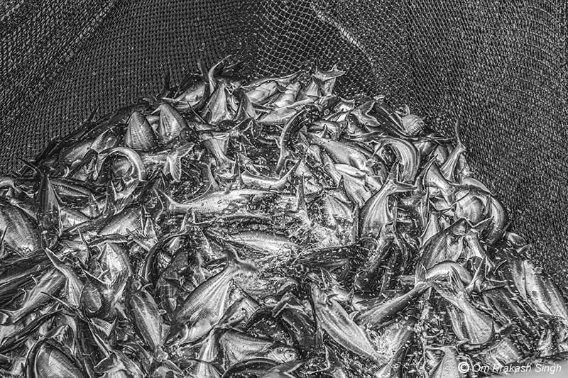 Pangasius fish at an age of six months in the cage fish unit in mining pit at Nandna village, Dumka district, Jharkhand